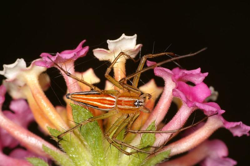 Oxyopes_quadrifasciatus_D7784_Z_90_North Stradbroke island_Australie.jpg